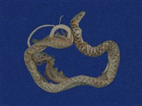 藏品(草花蛇)的圖片